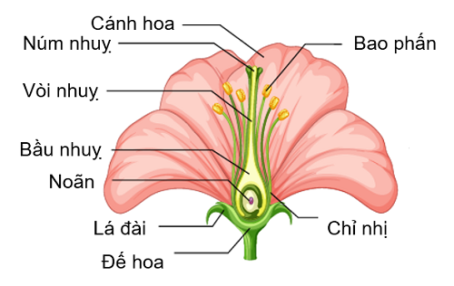 Sơ đồ cấu tạo của hoa, olm